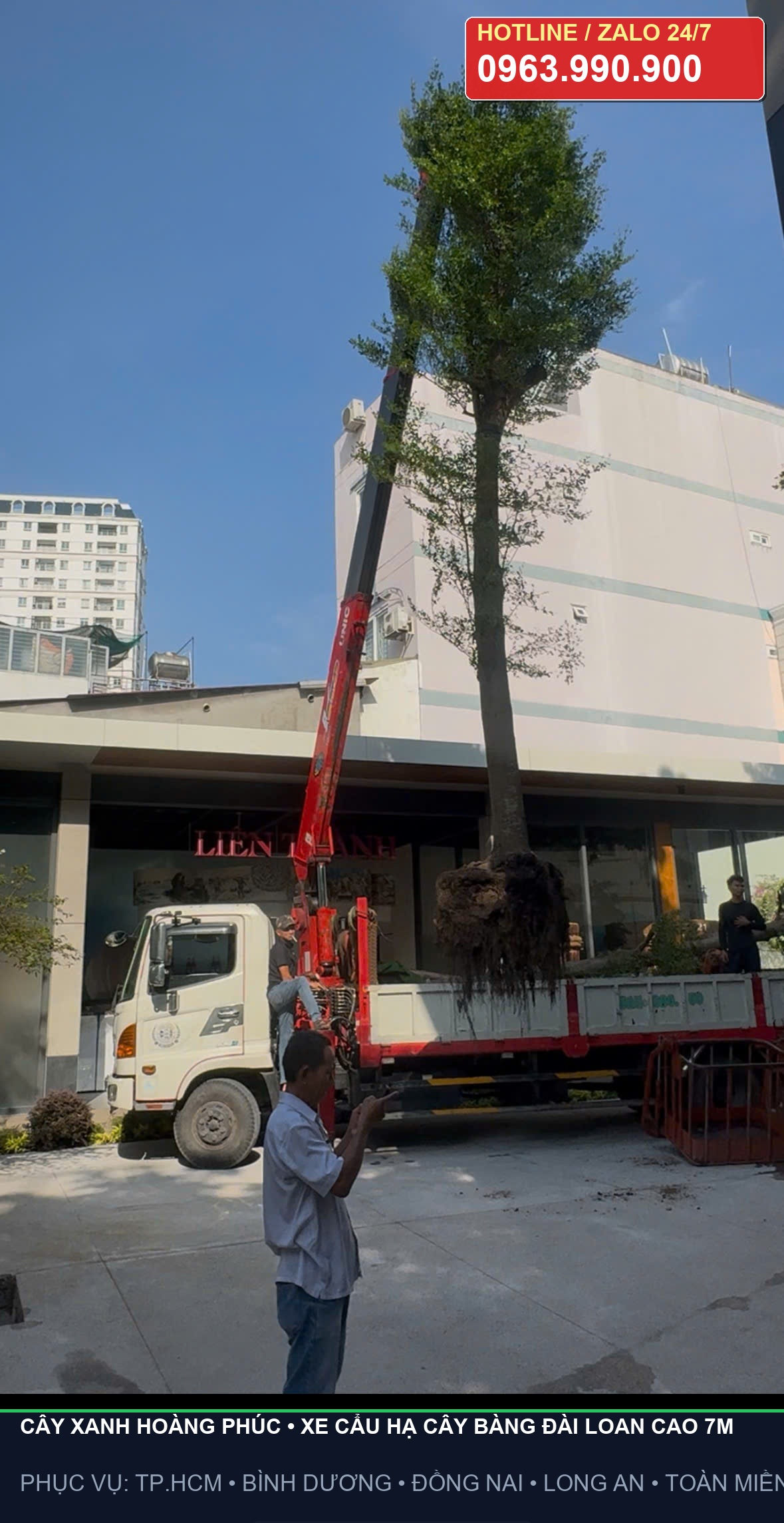 Xe cẩu tự hành vươn cần nhắc bổng cây bàng Đài Loan khỏi thùng xe