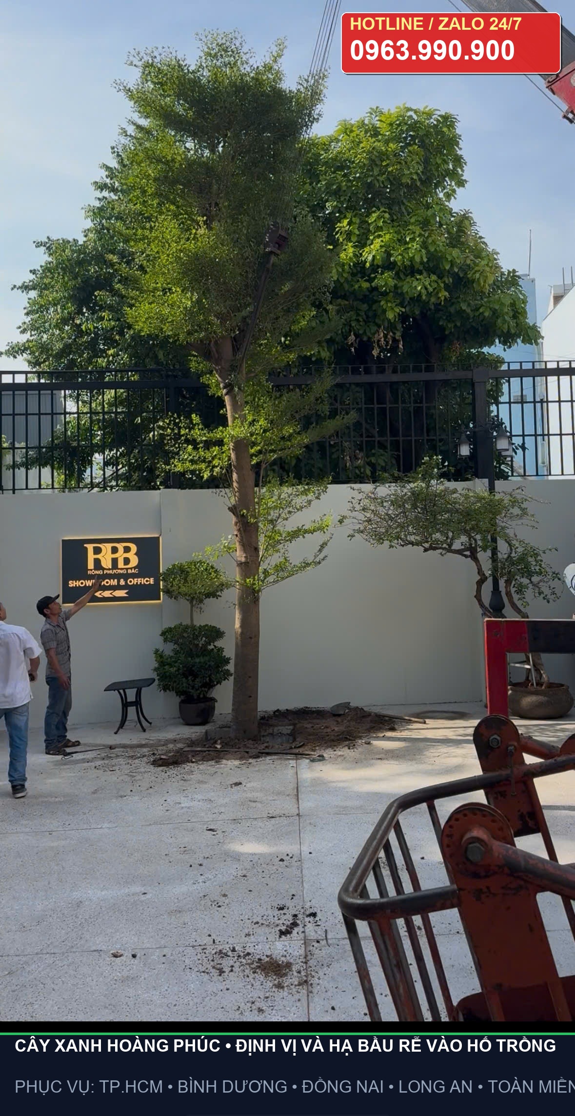 Định vị và hạ bầu rễ cây vào hố trồng