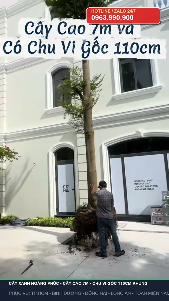 Khảo sát thực tế thân cây bàng Đài Loan cao 7m chu vi 110cm