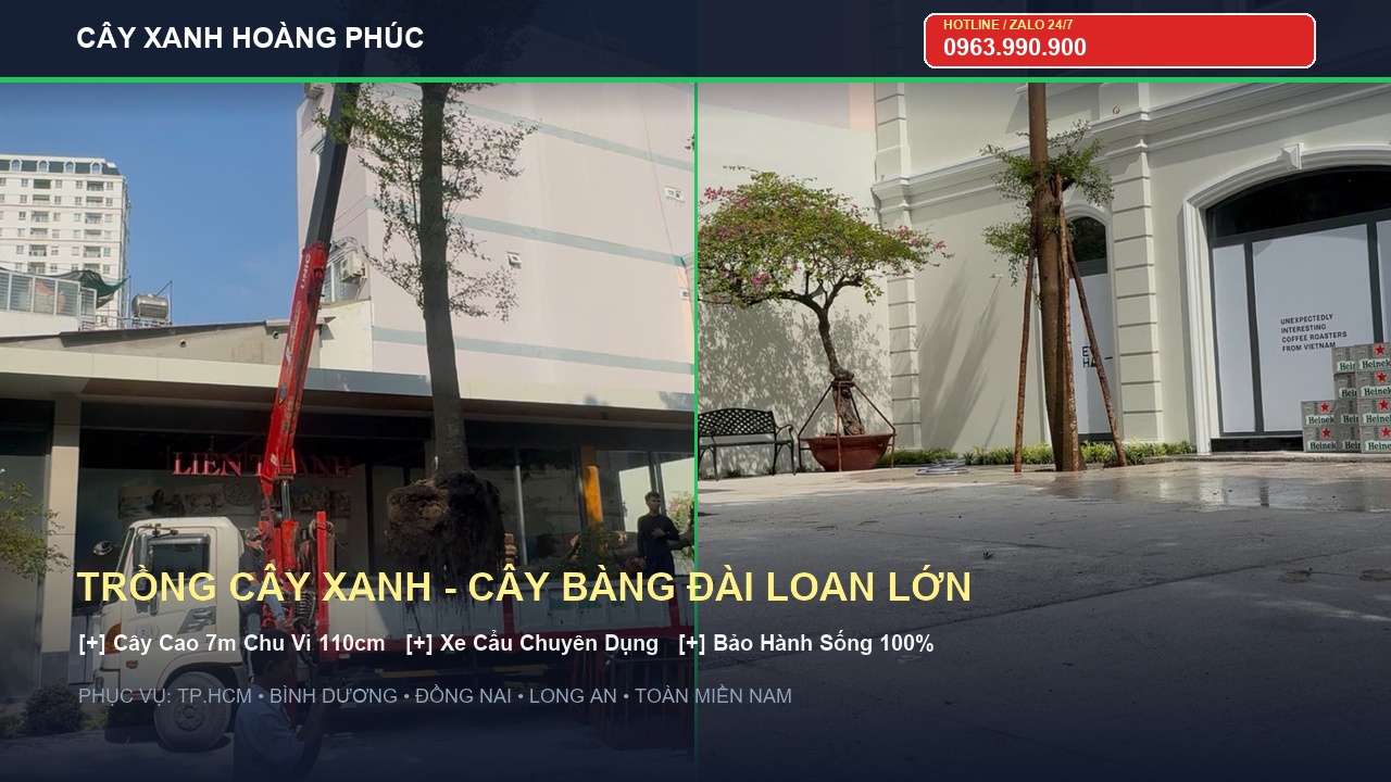 Thi Công Trồng 2 Cây Bàng Đài Loan Đại Thụ Cao 7m Bằng Xe Cẩu Tại Showroom Văn Phòng TP.HCM