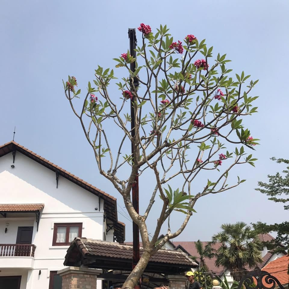 Cắt tỉa và tạo dáng cành